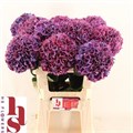 Гортензия-Hydrangea-M Ruby Aubergine 60cm-60cm-18gr 24c21501-370e-11ed-0a80-084100491089