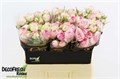 Роза куст-Rosa tr-Pink Blossoms-60cm 24c269be-c55b-11ec-0a80-098a0009705d