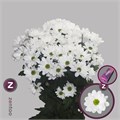 Хризантема куст. белая (Краснодар) 24c2e248-6ce2-11ed-0a80-0c07000068ed