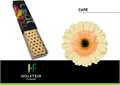 Гербера-Gerbera-Mi Cafe-45cm 24ccd41e-bfa4-11ec-0a80-0b4c0006ab06