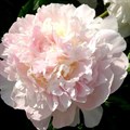 Пион-Paeonia-Florence Nicholls-50cm-SF 24e8455c-d742-11ec-0a80-06ab000536ed