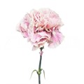 Гвоздика ст-Dianthus st-Antigua-65cm 035ab37a-bfa4-11ec-0a80-0b4c00068cd2