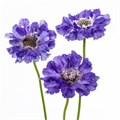 Скабиоза-Scabiosa-Staefa Blue-65cm 24e8743a-1972-11ee-0a80-0b1a007760be