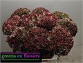 Гортензия-Hydrangea-M Mag Rev Cl-/70cm 24f2c451-ab90-11f0-0a80-19480013f507