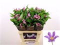 Клематис-Clematis-Amazing London--70cm 24f577a2-6922-11ef-0a80-031100465481