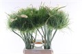 Аллиум-Allium-Wesley The Catweazle Extra-65cm 250c39de-1972-11ee-0a80-0b1a007760cf