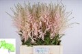 Астильба-Astilba-Ar Eart L Pink-70cm 25143cbe-50ec-11ef-0a80-098600659b92