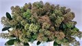Скиммия-Skimmia-J Snow White Bs--45cm 2526cd7b-bfe7-11f0-0a80-0c3200001145