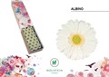 Гербера-Gerbera-Mi Albino-50cm 2527a6c6-bfa4-11ec-0a80-0b4c0006ab69