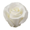 Роза-Rosa-Escimo-50cm-PE 252fc046-bfa9-11ec-0a80-0b4c000b2651