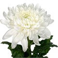 Хризантема одн-Chrysant Gr-Antonov-75cm-110gr 0369933f-bfa6-11ec-0a80-0b4c00086833