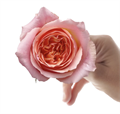 Роза-Rosa-Campanella Pink-50cm--AG 2535c101-2415-11ef-0a80-16040018735a