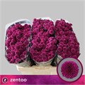 Хризантема сант-Chrysant sant-Aaa Purpetta-55cm-130gr 253b30ee-bfa6-11ec-0a80-0b4c0008886a