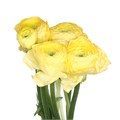 Ранункулус-Ranunculus-Cloni Cream Super-45cm-DA 2547fa8f-c58a-11ed-0a80-07f0001d06bb