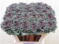 Брассика-Brassica-Crane Ru Red-70cm 25496a79-370e-11ed-0a80-084100491098