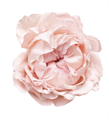 Роза-Rosa-Bridal Tiara-50cm-CN 036ddcfc-91af-11ed-0a80-061c0011ec3c