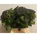 Вибурнум-Viburnum-Magical Blue-80cm 254a0bcc-50ec-11ef-0a80-098600659ba2