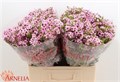 Ваксфлауэр-Chamelacium-Raspber Ripple-60cm-55gr 254f76c2-370e-11ed-0a80-08410049109b