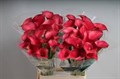 Калла-Zantedechia-Call Aruna-70cm 25509e68-50ec-11ef-0a80-098600659ba5