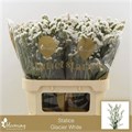 Лимониум-Limonium-Glacier White-80cm-40gr 2555ff23-370e-11ed-0a80-08410049109e
