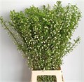 Прунус-Prunus-Gland Wit St-80cm 2557e2ef-bfa5-11ec-0a80-0b4c0007a1ea
