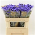 Лимониум-Limonium-Pippa Wings-70cm-50gr 255c1230-370e-11ed-0a80-0841004910a1
