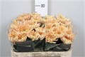 Хризантема одн-Chrysant Gr-Aljonka Salmon-70cm-85gr 037edc5b-bfa6-11ec-0a80-0b4c00086849