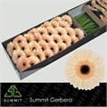 Гербера-Gerbera-Mi Espresso Doos-45cm 00258e18-7f55-11f0-0a80-16d3001bd015