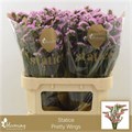 Лимониум-Limonium-Pretty Wings-80cm-55gr 25636f7b-370e-11ed-0a80-0841004910a4