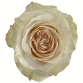 Роза-Rosa-Champagnier-40cm-JR 25680556-8c89-11ef-0a80-076b0014cc27