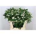 Эуфорбия-Euphorbia-F T Quicksilver-80cm 257a0fed-bfa5-11ec-0a80-0b4c0007a21a