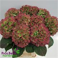 Гортензия-Hydrangea-M Ch Whi Ver Cl-80cm 258adc53-50ec-11ef-0a80-098600659ba8