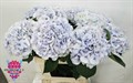 Гортензия М-Hydrangea M-Roy Surprise-80cm 258f6255-50ec-11ef-0a80-098600659bab