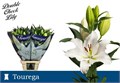 Лилия-Lilium-Or Tourega-95cm 25950509-1972-11ee-0a80-0b1a007760ec