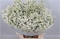 Лимониум-Limonium-Sin Mountain Dia-80cm-48gr 259af24e-1972-11ee-0a80-0b1a007760ef