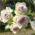 Роза-Rosa-Morning Dew-52cm-PA Sample 25a17625-beab-11ef-0a80-0f7300068a0f