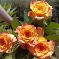 Роза-Rosa-Marie Claire-52cm-PA Sample 25a35b70-beab-11ef-0a80-0f7300068a15