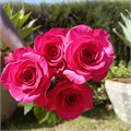 Роза-Rosa-Fuchsiana-52cm-PA Sample 25a52269-beab-11ef-0a80-0f7300068a1b
