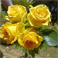 Роза-Rosa-Miami-52cm-PA Sample 25a79140-beab-11ef-0a80-0f7300068a21