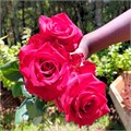 Роза-Rosa-Ever Red-52cm-PA Sample 25a9aed2-beab-11ef-0a80-0f7300068a27
