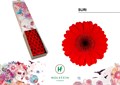 Гербера-Gerbera-Mi Doos Suri-45cm 25aaf363-bfa4-11ec-0a80-0b4c0006abf7