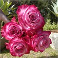 Роза-Rosa-Deep Purple-52cm-PA Sample 25b138ef-beab-11ef-0a80-0f7300068a3f