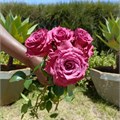 Роза-Rosa-Blue Berry-52cm-PA Sample 25b3ab43-beab-11ef-0a80-0f7300068a45