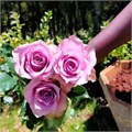 Роза-Rosa-Nightingale-52cm-PA Sample 25b544c2-beab-11ef-0a80-0f7300068a4b