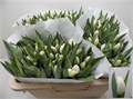 Тюльпан-Tulip-En White Master-38cm-35gr 25b6a1e5-1972-11ee-0a80-0b1a007760f2