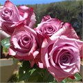 Роза-Rosa-New Orlene-52cm-PA Sample 25b6e066-beab-11ef-0a80-0f7300068a51