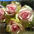 Роза-Rosa-Bella Rose-52cm-PA Sample 25b88905-beab-11ef-0a80-0f7300068a57