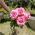 Роза-Rosa-Revival-52cm-PA Sample 25ba33fa-beab-11ef-0a80-0f7300068a5d