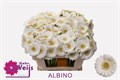 Гербера-Gerbera-Mi Doos Albino-45cm 25babffc-bfa4-11ec-0a80-0b4c0006ac09