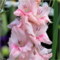 Гладиолус Gr-Gladiolus Gr-Adrenalin-125cm-230gr 25bbfc7d-50ec-11ef-0a80-098600659bb7
